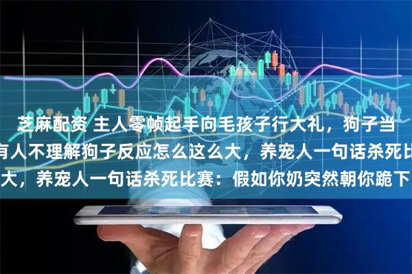 芝麻配资 主人零帧起手向毛孩子行大礼，狗子当场被吓跳起来，评论区有人不理解狗子反应怎么这么大，养宠人一句话杀死比赛：假如你奶突然朝你跪下…